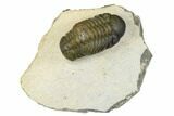 Bargain, Austerops Trilobite - Visible Eye Facets #186732-1